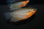 Trichogastar Leeri